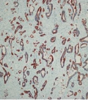 Jentashapir J Cell Mol Biol